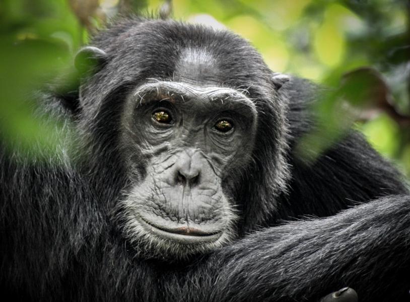 Sur les traces des Chimpanzés au Parc national Gombe Stream