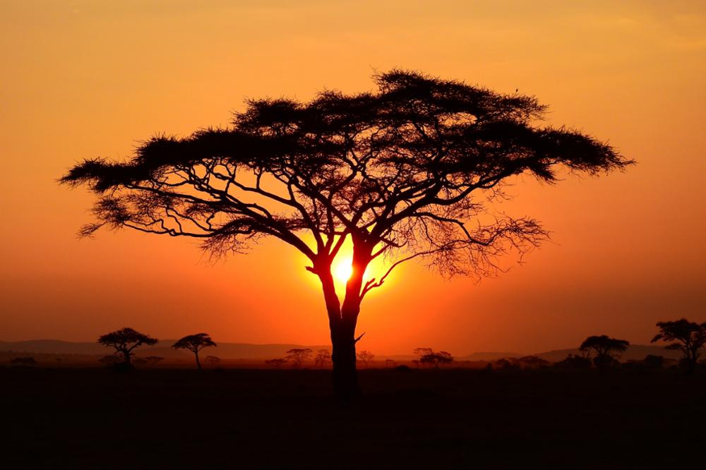 Quand partir pour un safari en Tanzanie ?