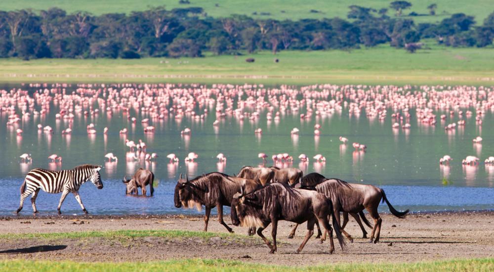 Safari en Afrique : quel pays choisir entre la Namibie et la Tanzanie ?