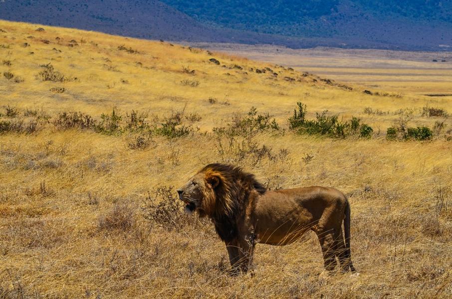 Animaux sauvages d'Afrique : découvrez les Big 5 lors d'un safari en Tanzanie !