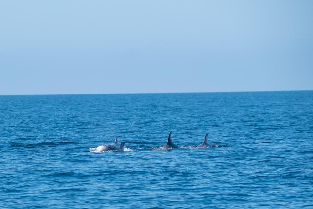 Excursion pour voir les dauphins à Zanzibar : une expérience inoubliable !