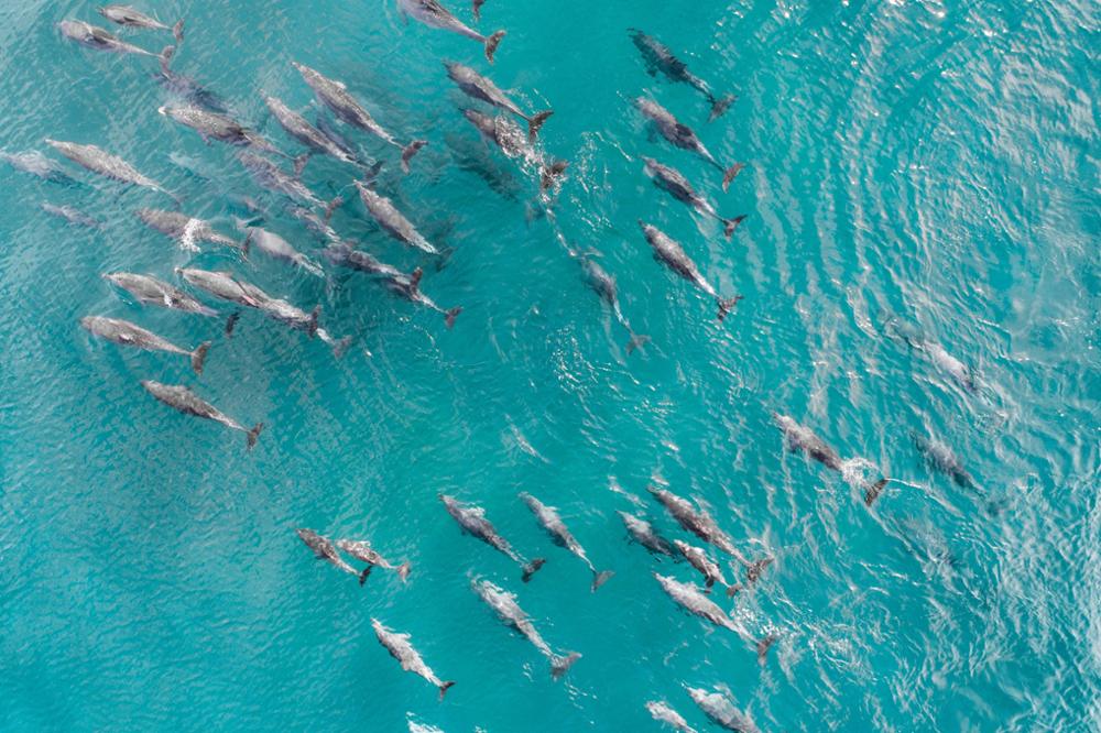 Voir les dauphins à Zanzibar : 6 points à retenir