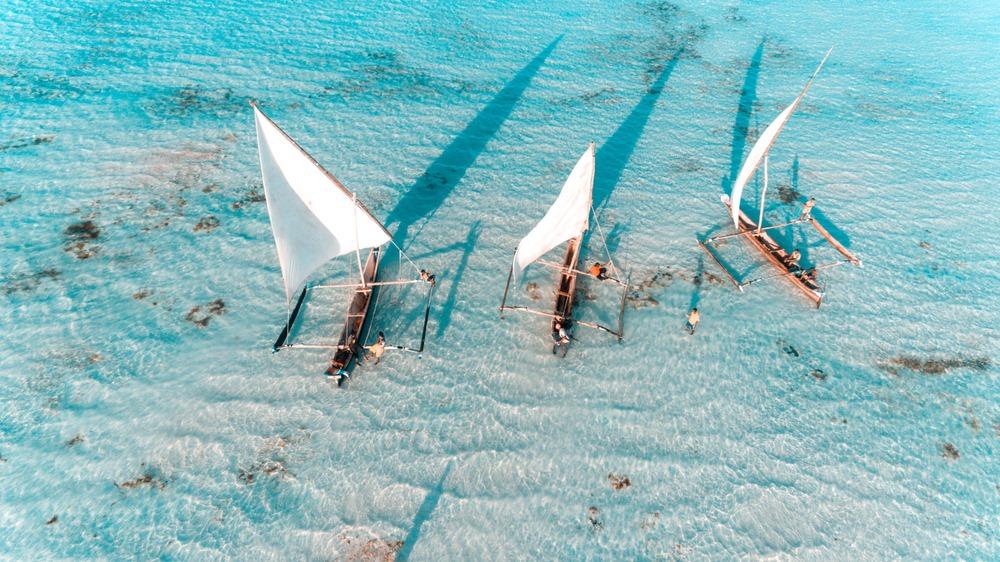 Voir les dauphins à Zanzibar : 6 points à retenir