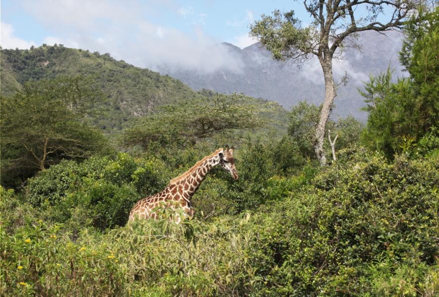 Les plus beaux safaris du Nord de la Tanzanie