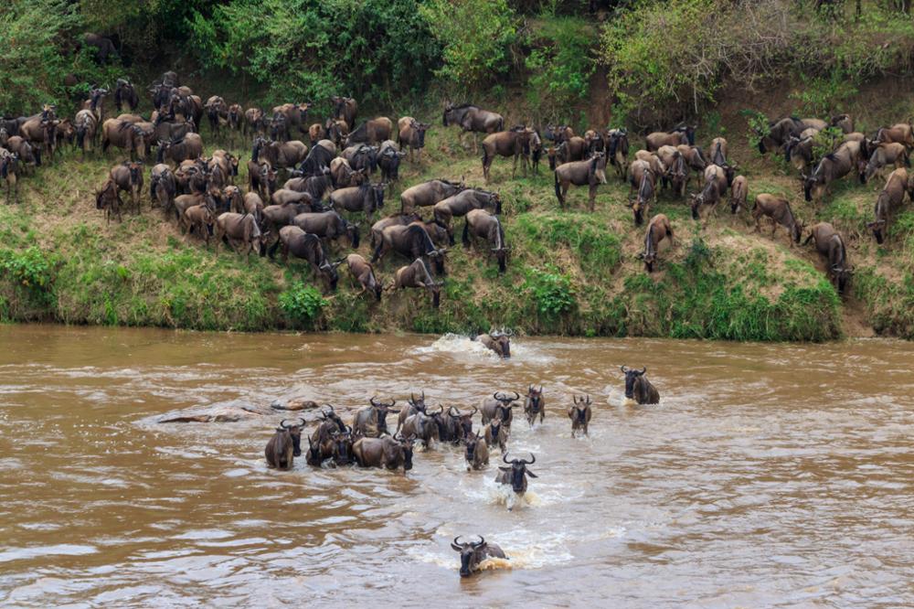 Quand partir pour un safari en Tanzanie ?
