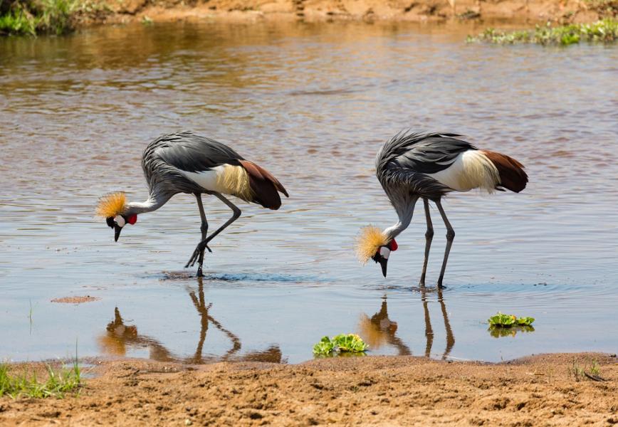 Où observer les oiseaux en Tanzanie ?