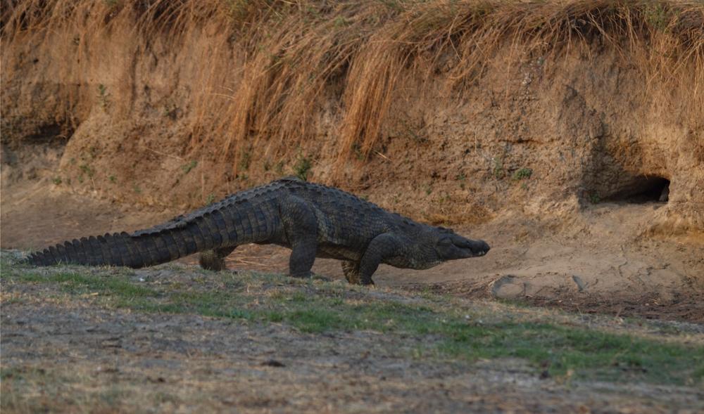 Safari en Afrique : quel pays choisir entre la Namibie et la Tanzanie ?