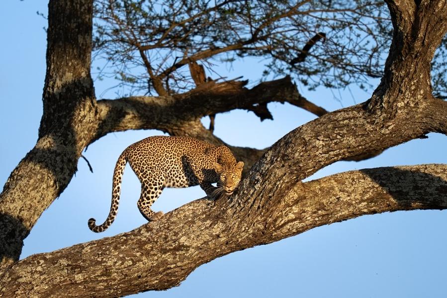 Animaux sauvages d'Afrique : découvrez le Big Five lors d'un safari en Tanzanie !