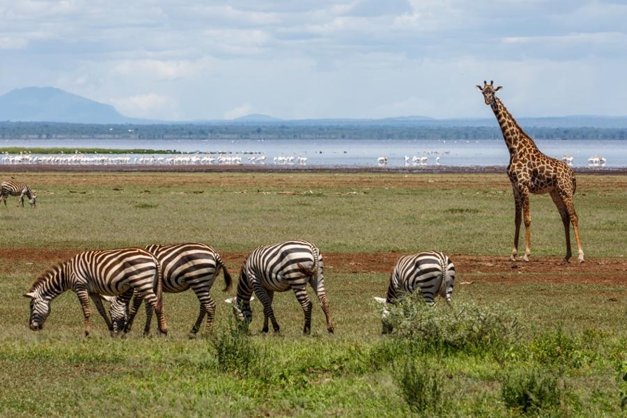 Où rencontrer les Massaïs en Tanzanie ?