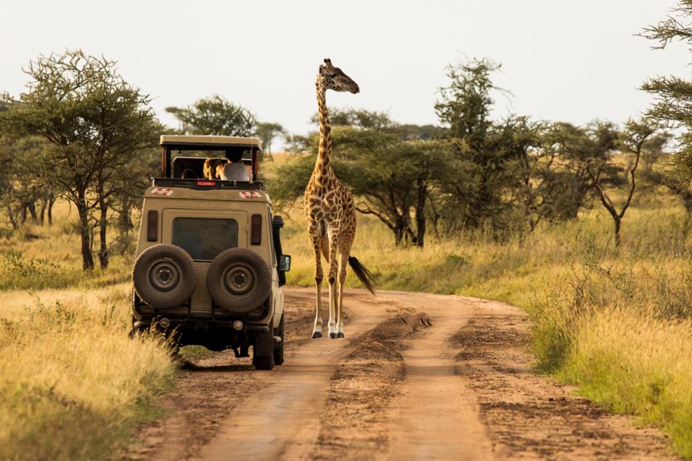 Quelle est la meilleure période pour partir en Tanzanie ?