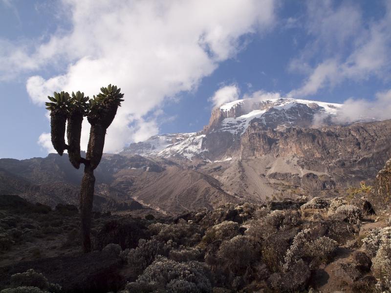 Les monts Kenya et Kilimandjaro : quel sommet choisir pour un trek en haute altitude ?