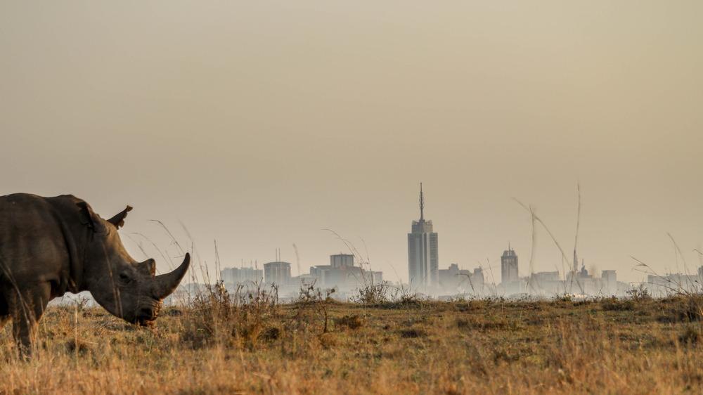 Animaux sauvages d'Afrique : découvrez les Big 5 lors d'un safari en Tanzanie !