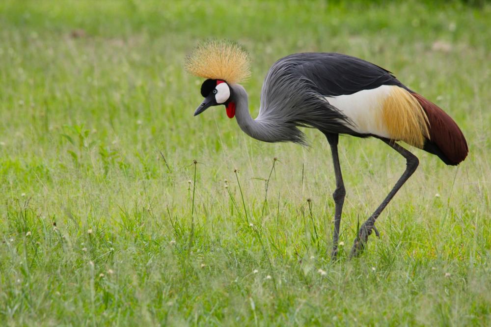 Où observer les oiseaux en Tanzanie ?