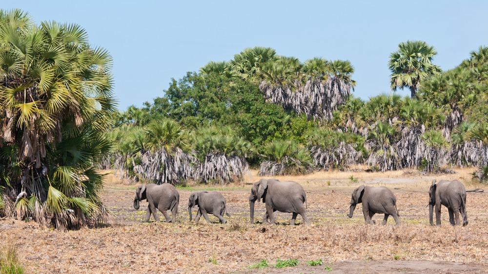 Animaux sauvages d'Afrique : découvrez les Big 5 lors d'un safari en Tanzanie !