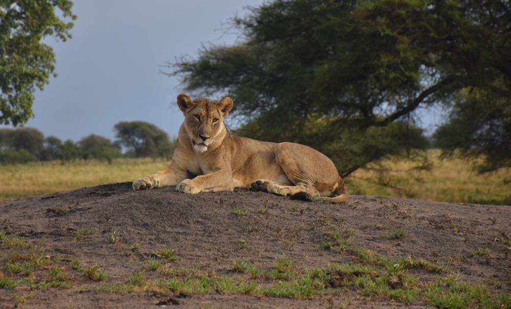 Safari en Afrique : quel pays choisir entre la Namibie et la Tanzanie ?