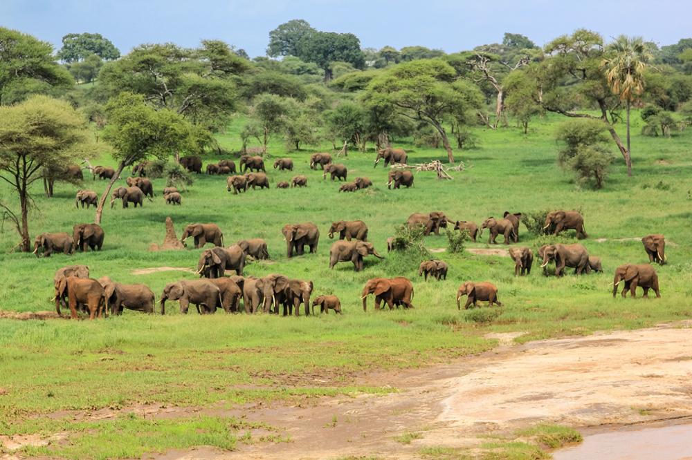 Safari en Afrique : quel pays choisir entre la Namibie et la Tanzanie ?