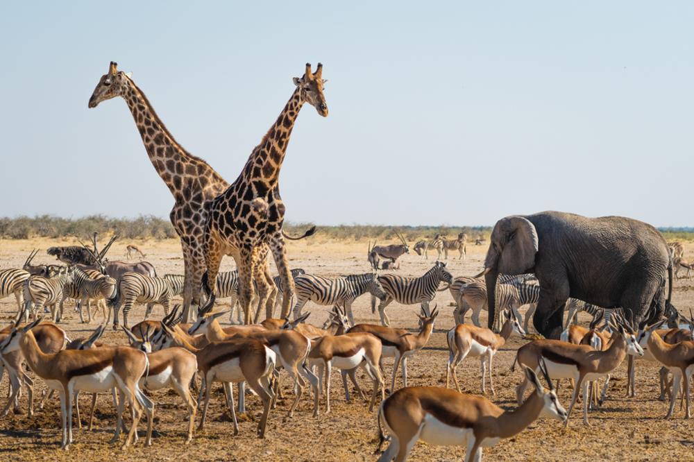 Safari en Afrique : quel pays choisir entre la Namibie et la Tanzanie ?