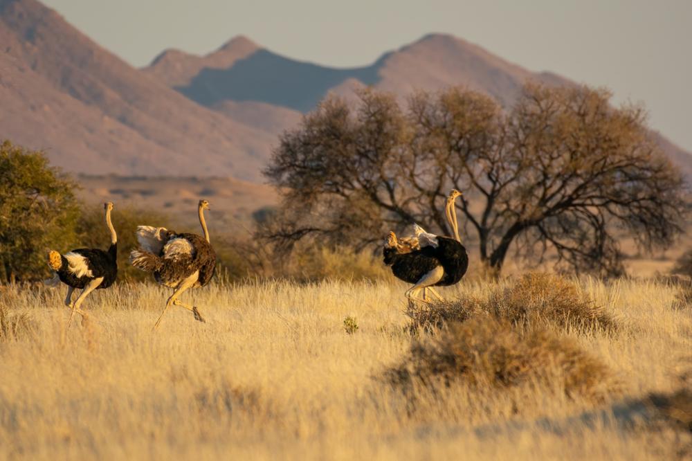 Safari en Afrique : quel pays choisir entre la Namibie et la Tanzanie ?