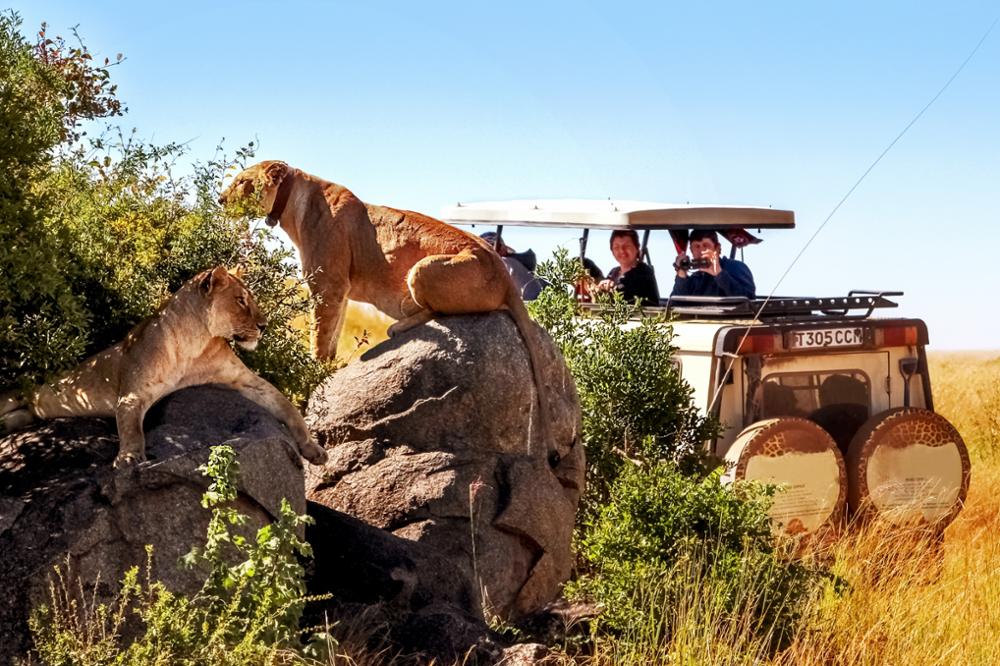 Quel safari choisir entre Serengeti et Tarangire ?