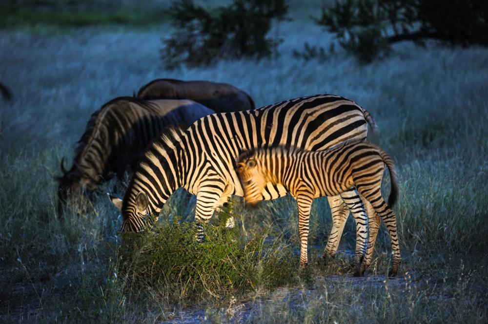 Safari en Afrique : quel pays choisir entre la Namibie et la Tanzanie ?