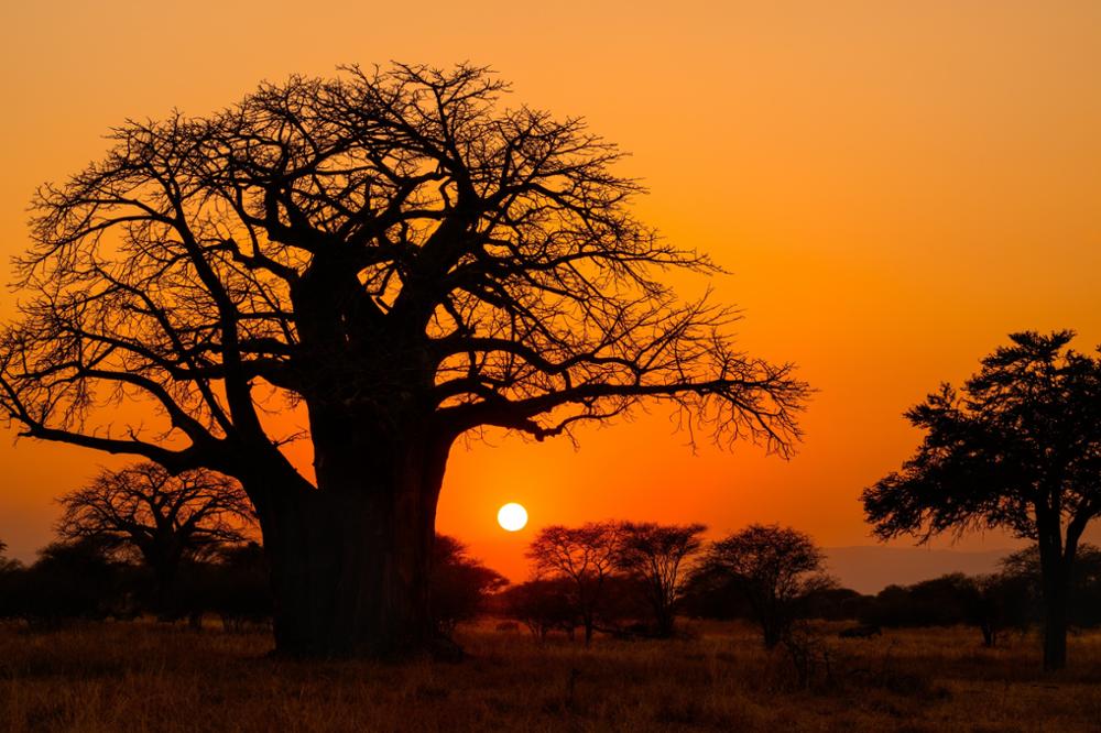 Voyage en Tanzanie et Zanzibar : notre itinéraire idéal pour combiner safaris et plages 