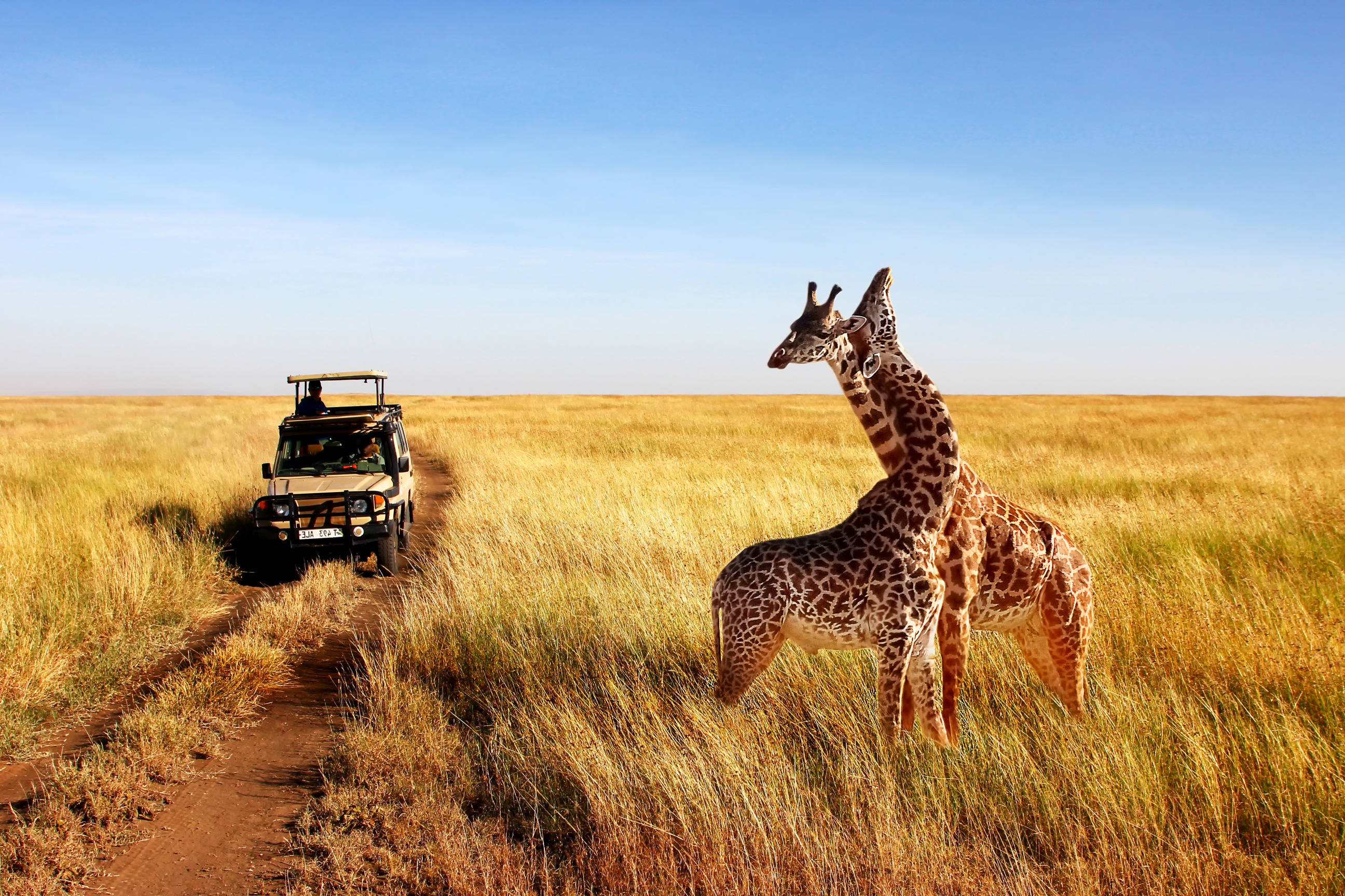 safari tanzanie 10 jours