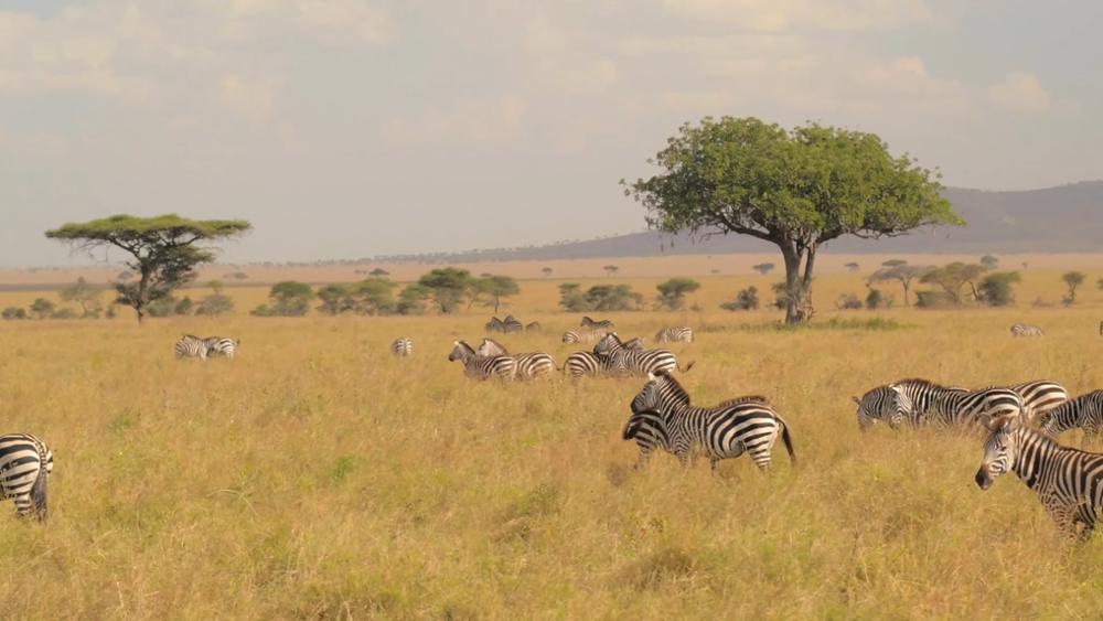 Voyager seule en Tanzanie : est-ce dangereux ?