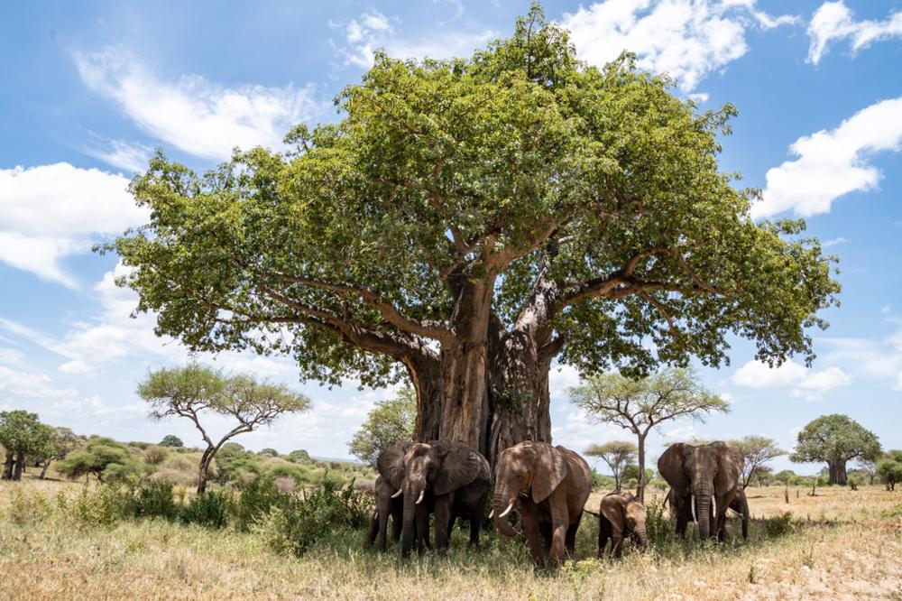 Quel safari choisir entre Serengeti et Tarangire ?
