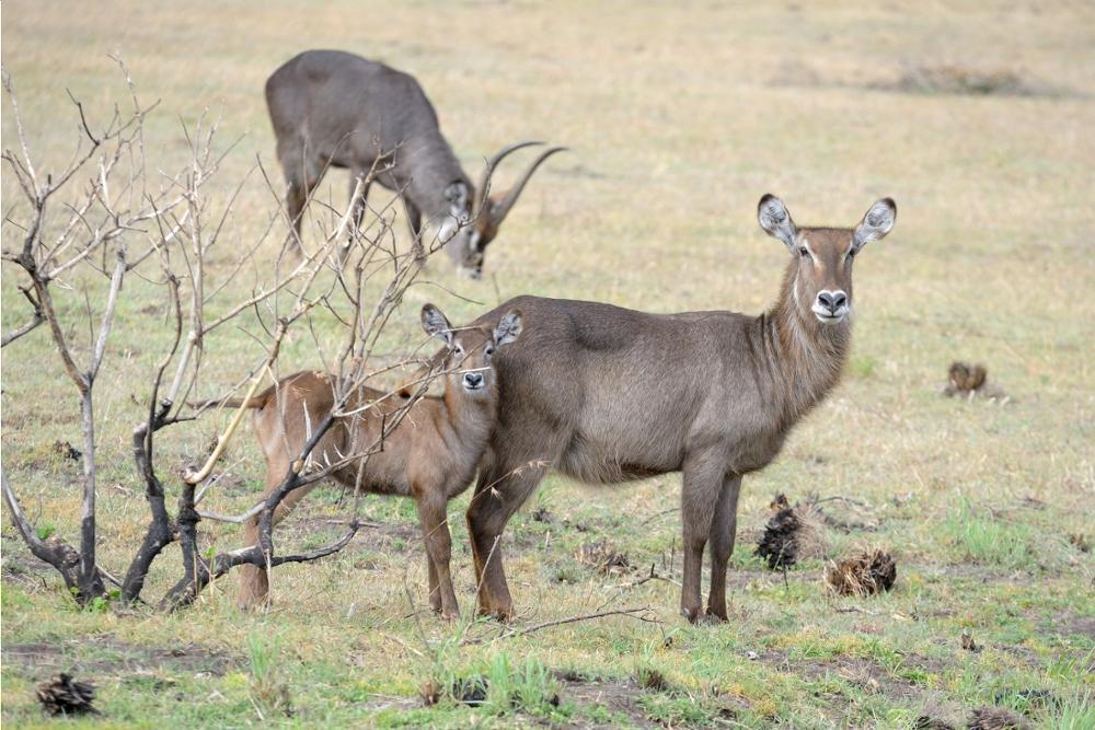 Safari en Afrique : quel pays choisir entre la Namibie et la Tanzanie ?