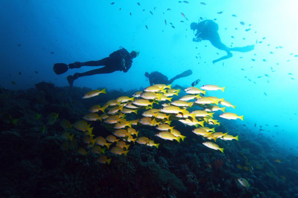 Plonger à Zanzibar : les meilleurs sites de plongée de l’archipel
