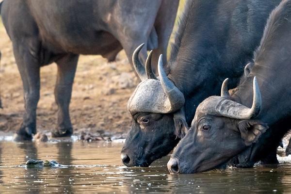 Le Big Five : tout savoir sur les animaux emblématiques des safaris