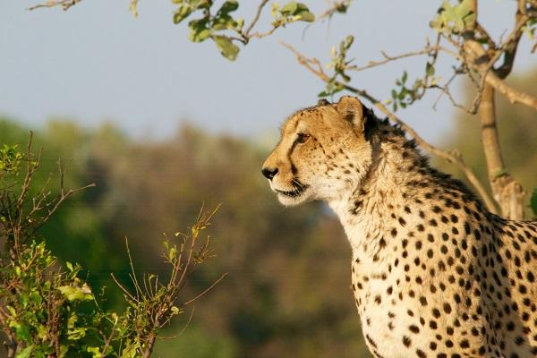 Le Big Five : tout savoir sur les animaux emblématiques des safaris
